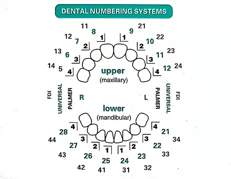 32 pçs/set kit de molde folhea - Teeth Whitening Moulds avaliação e preço