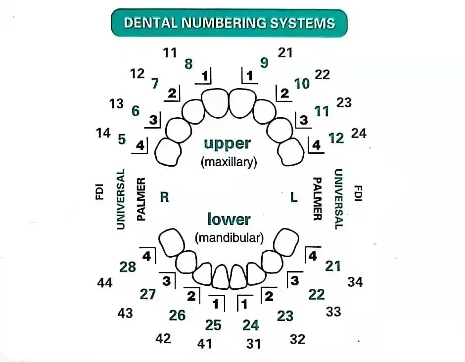 Molde Odontológico para Faceta - Teeth Whitening Moulds avaliação e preço